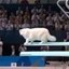 Kitty Olympics Icon