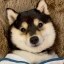 littlemanyu Icon