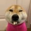 dogwifextrachromosome Icon