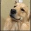 Milo Icon