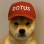 Dog Of The United States Icon
