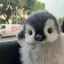 peanie Icon