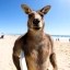KazzaDaKangaroo Icon