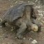 unstoppable sex tortoise Icon