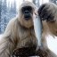 Yeti-Boo Vlogs Icon