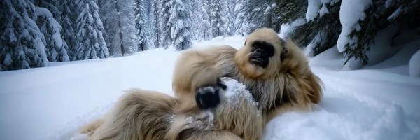 Yeti-Boo Vlogs Token Header