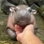 Moo Deng Icon