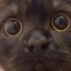 さつき Icon