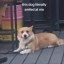 dogwifsmile Icon