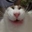 mr. m0nch Icon