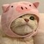 Pig Cat Icon