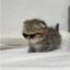 Cat Wif Shades  Icon