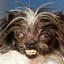 world's ugliest dog Icon