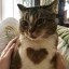 cat wif heart Icon
