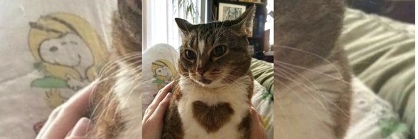 cat wif heart Token Header
