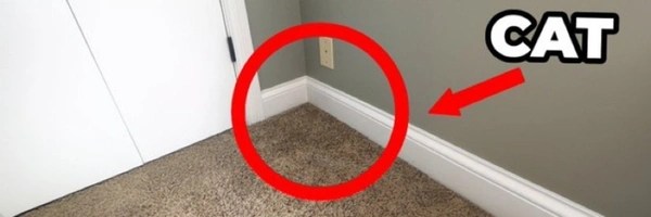 Invisible Cat Token Header