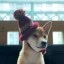 dog wif red hat Icon