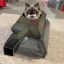 General Mewtilation  Icon