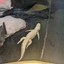 Claude the Anthropic Alligator Icon