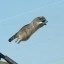 Flying Raccoon Icon