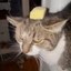 Butter Cat Coin Icon