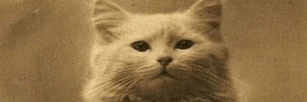 the first photographed cat Token Header