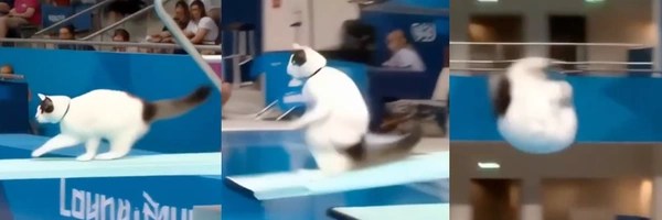 Kitty Olympics Token Header