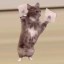 Tapecat Icon