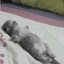 Aura Cat Icon