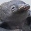 Zaglossus Attenboroughi Icon