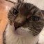 Kisscat Icon
