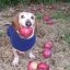 dog with apple in mouth Icon