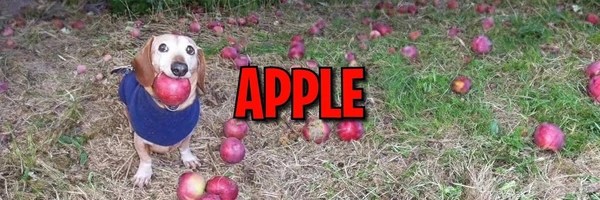dog with apple in mouth Token Header