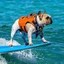 The Surfing Frenchie Icon