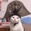 The Cat General Icon