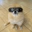 Kori The Pom Icon
