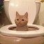 poopcat Icon