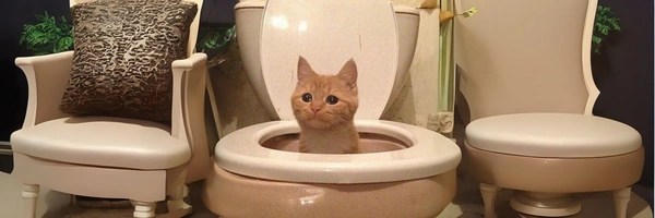 poopcat Token Header