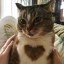 cat wif heart Icon
