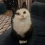 Mau Mau  Icon