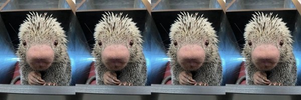 Rico Token Header