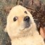 The New Doge Icon