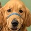 JUSTICE FOR GILBERT Icon