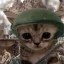 Cat Wars Icon