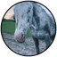 Cheyenne Icon