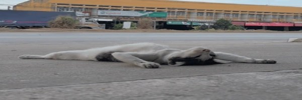 Momo The Sleeping Cat Token Header