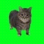 spinning cat Icon
