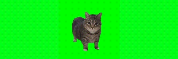 spinning cat Token Header