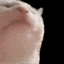 Vibing Cat Icon