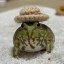 Frog Wif Hat Icon